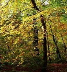Uus toode: hüdroksüpropüültetrahüdropüraantriool (õlis lahustuv)